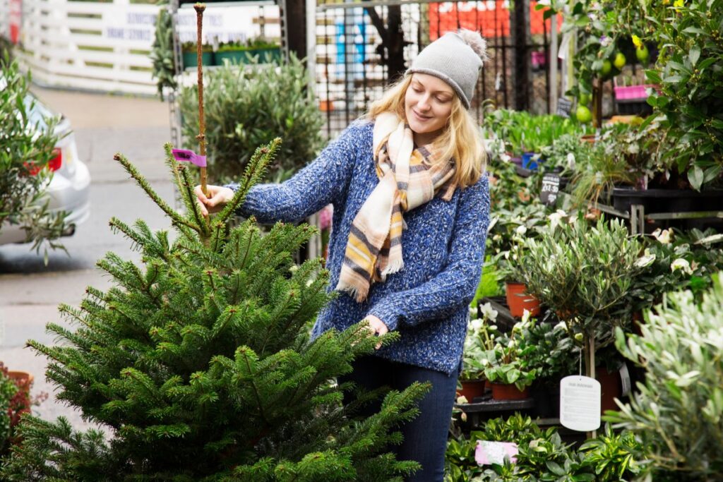How to pick a fresh Christmas tree (and keep it alive)?